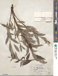 Salix pulchra image