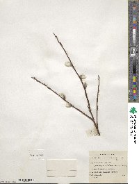 Salix pulchra var. palmeri image