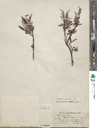 Salix pulchra var. palmeri image