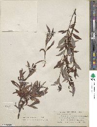 Salix pulchra var. palmeri image