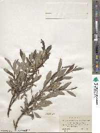 Salix pulchra var. palmeri image