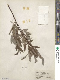 Salix pulchra var. palmeri image