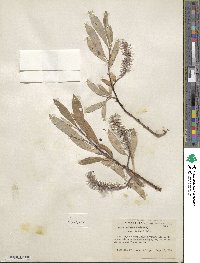 Salix pulchra var. palmeri image