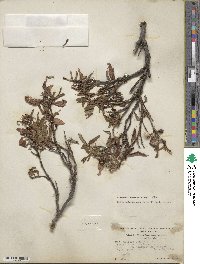 Salix pulchra var. palmeri image