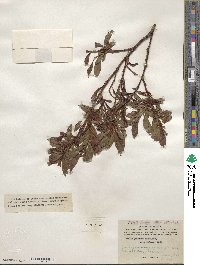 Salix pulchra image