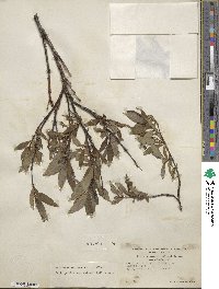 Salix pulchra var. palmeri image