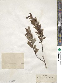 Salix pulchra image