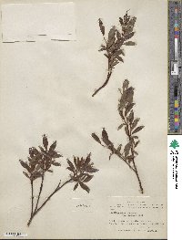 Salix pulchra image