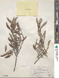 Salix pulchra image