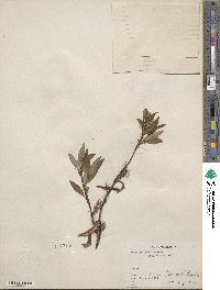 Salix pulchra var. palmeri image