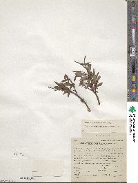 Salix pulchra var. palmeri image