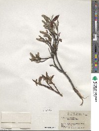 Salix pulchra image