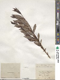 Salix pulchra image