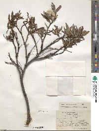 Salix pulchra image