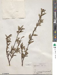 Salix pulchra image