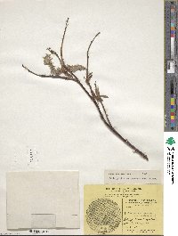 Salix pulchra var. palmeri image