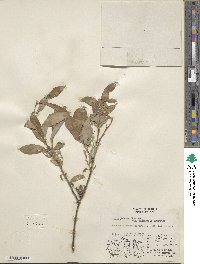 Salix pulchra image