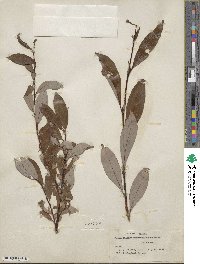 Salix pulchra image