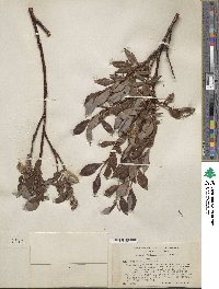 Salix pulchra image