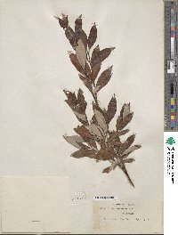 Salix pulchra image