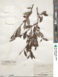 Salix pulchra image