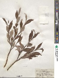 Salix pulchra image