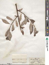 Salix pulchra image