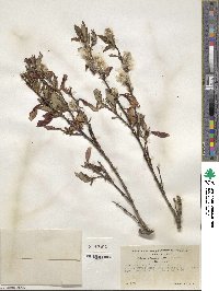 Salix pulchra image