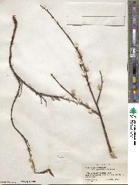 Salix pulchra image