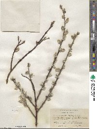 Salix pulchra image