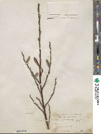 Salix pulchra image