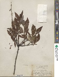 Salix pulchra image