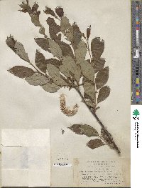 Salix pulchra image