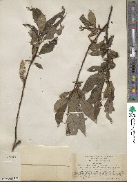 Salix pulchra image