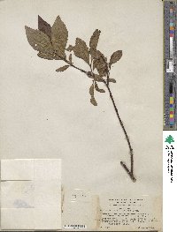 Salix pulchra image