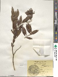 Salix pulchra image