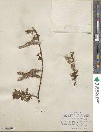 Salix pulchra image