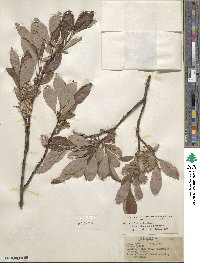 Salix pulchra image