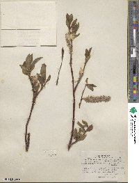 Salix pulchra image