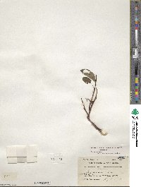 Salix pulchra image