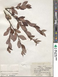 Salix pulchra image