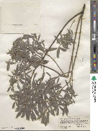 Salix purpurea image