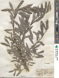 Salix purpurea image