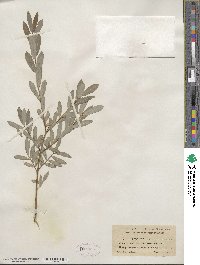 Salix purpurea image