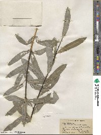 Salix purpurea image