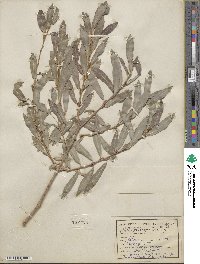 Salix purpurea image