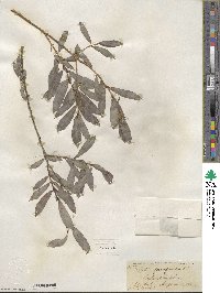 Salix purpurea image