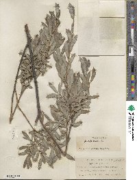 Salix purpurea image