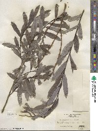 Salix purpurea image