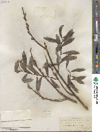 Salix purpurea image